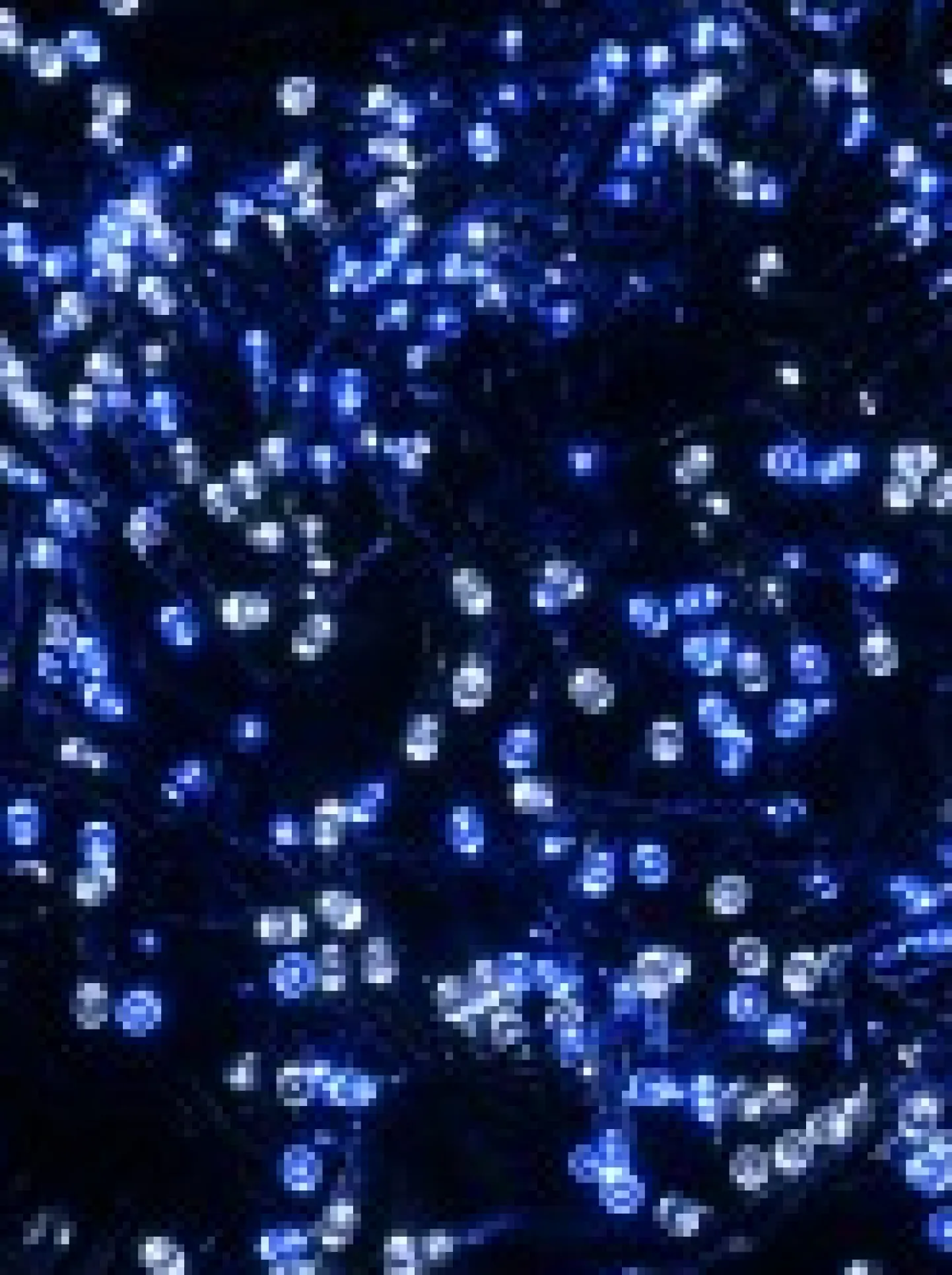 Best Sale Christmas Warehouse 1000 Blue & Cool White Led Concave Bulb Christmas Fairy String Lights - 50M