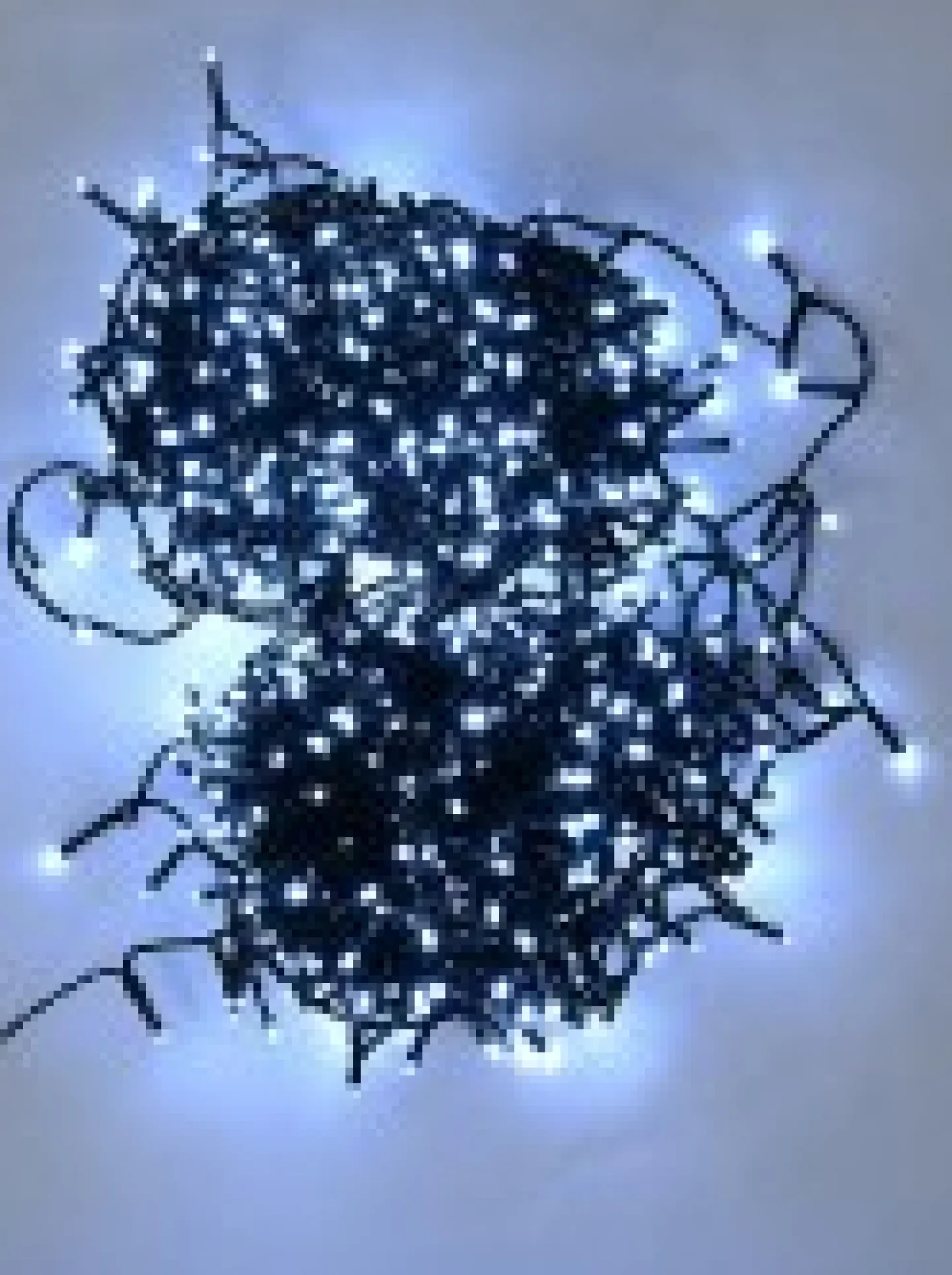 Shop Christmas Warehouse 1000 Cool White Concave Bulb Led Christmas Fairy String Lights - 50M