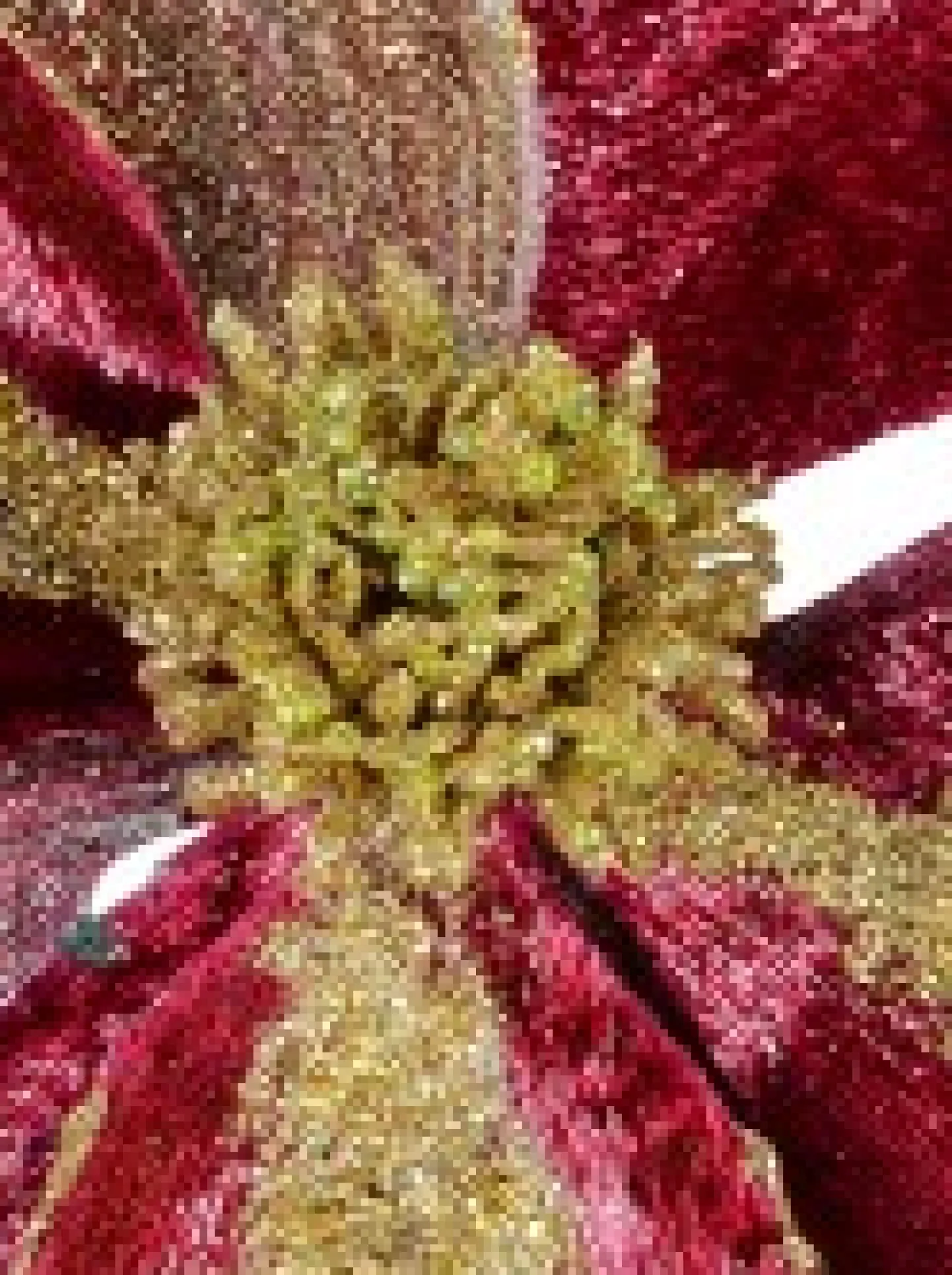Best Sale Christmas Warehouse Burgundy With Gold Glitter Magnolia Decorative Christmas Flower Pick - 22Cm