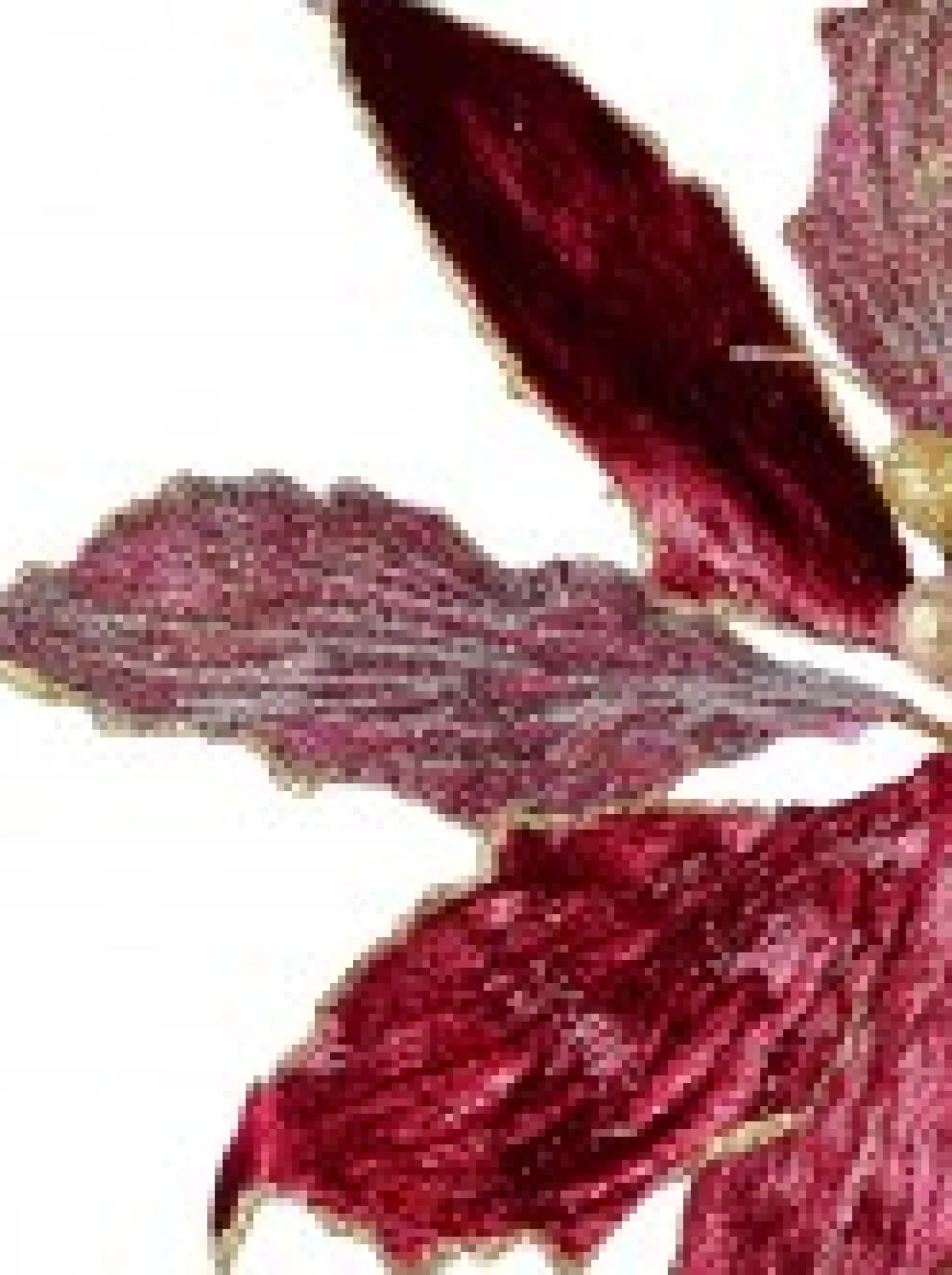 Flash Sale Christmas Warehouse Burgundy With Gold Stamen Poinsettia Decorative Christmas Flower Pick - 26Cm