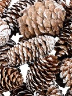 Best Christmas Warehouse Decorative White Frosted Natural Christmas Long Pine Cones - 100G