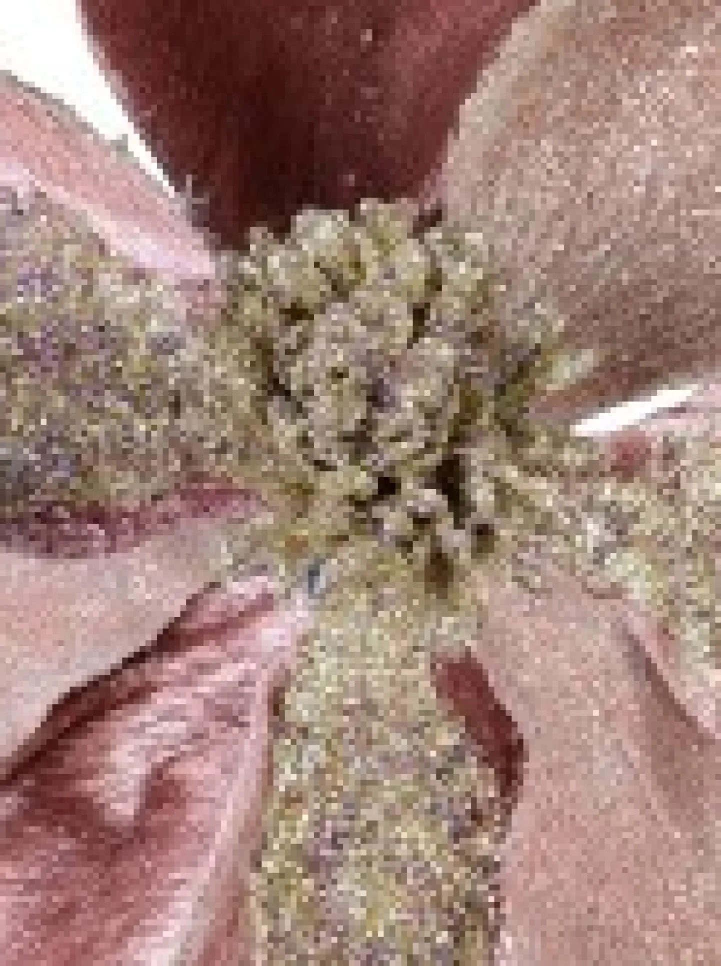 Flash Sale Christmas Warehouse Dusty Rose & Champagne Glitter Magnolia Christmas Flower Pick - 22Cm