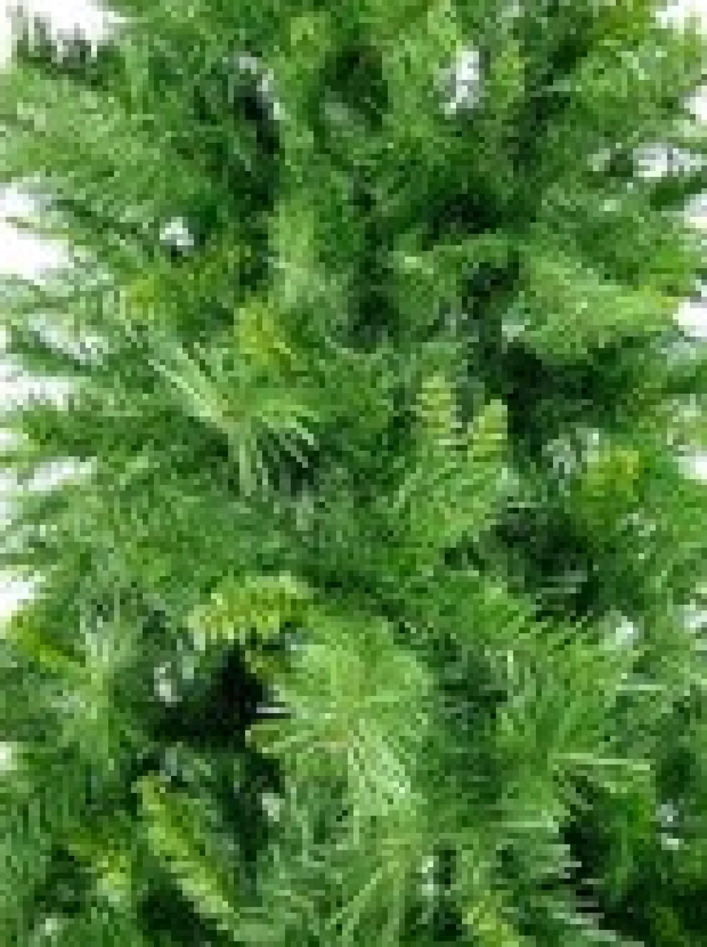 Flash Sale Christmas Warehouse Eastern Pine Traditional Christmas Tree With 2711 Tips - 3M
