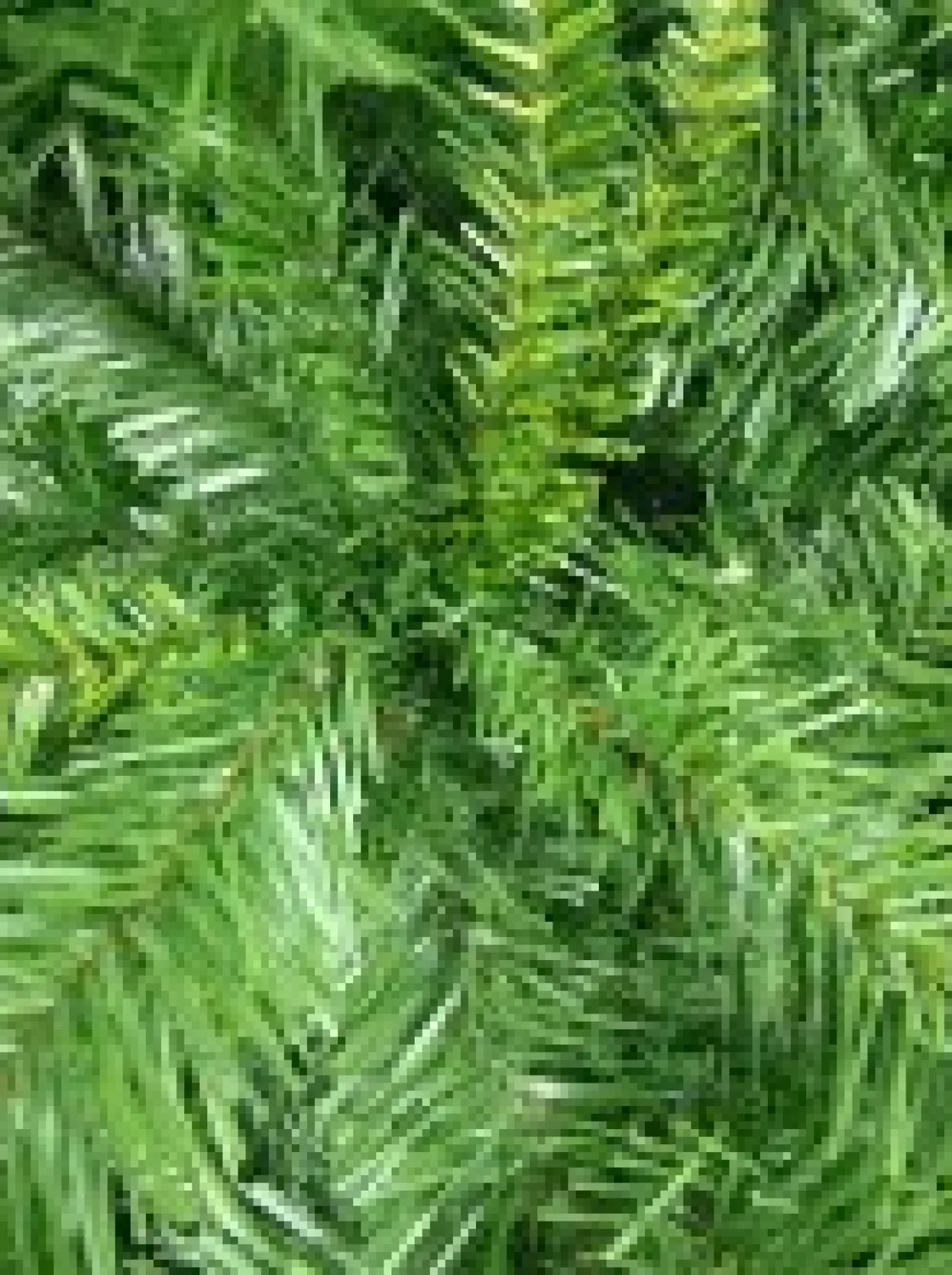 Flash Sale Christmas Warehouse Eastern Pine Traditional Christmas Tree With 2711 Tips - 3M