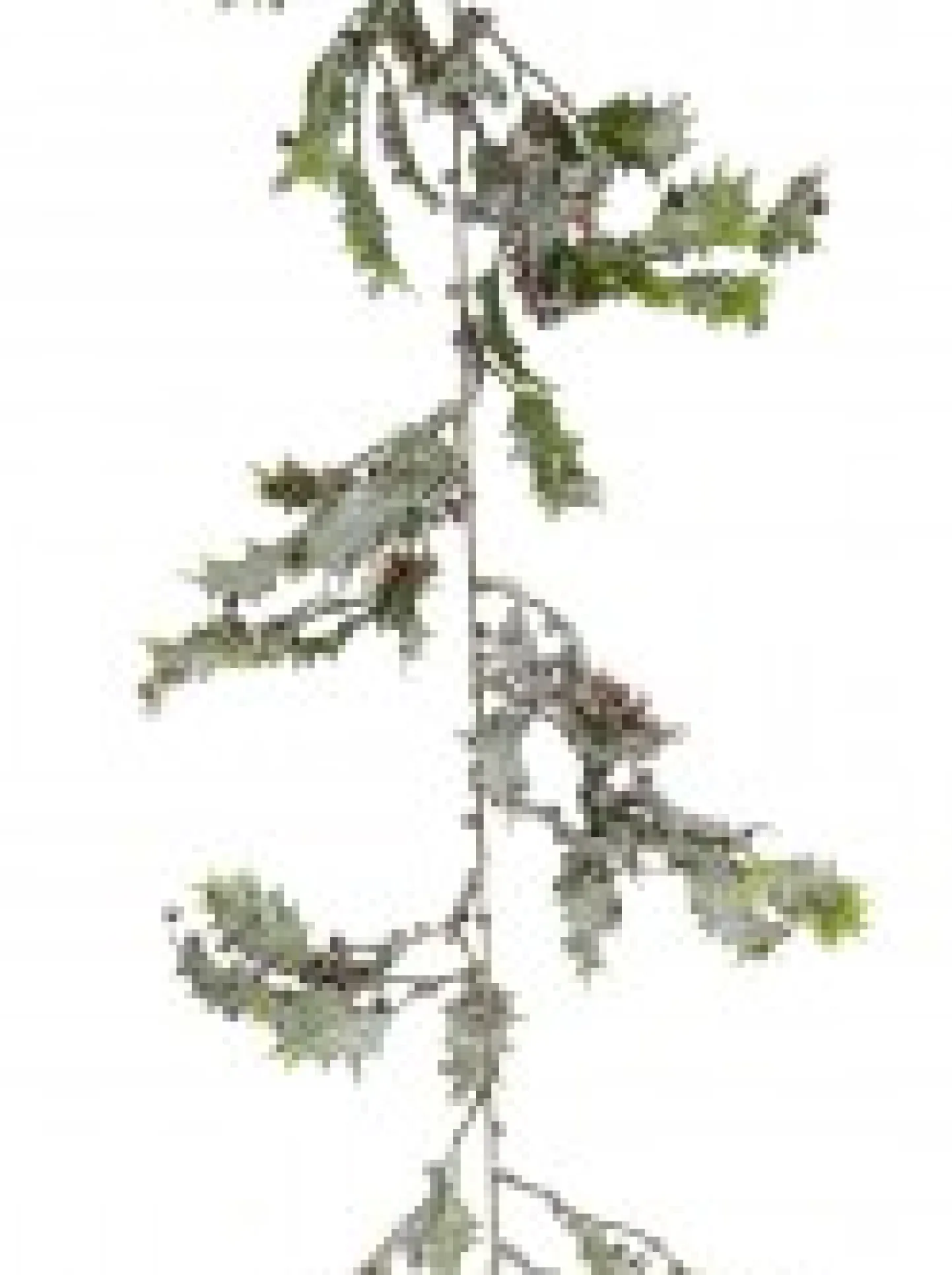 Cheap Christmas Warehouse Frosted Christmas Holly Leaves & Berries Vine Christmas Garland - 1.8M