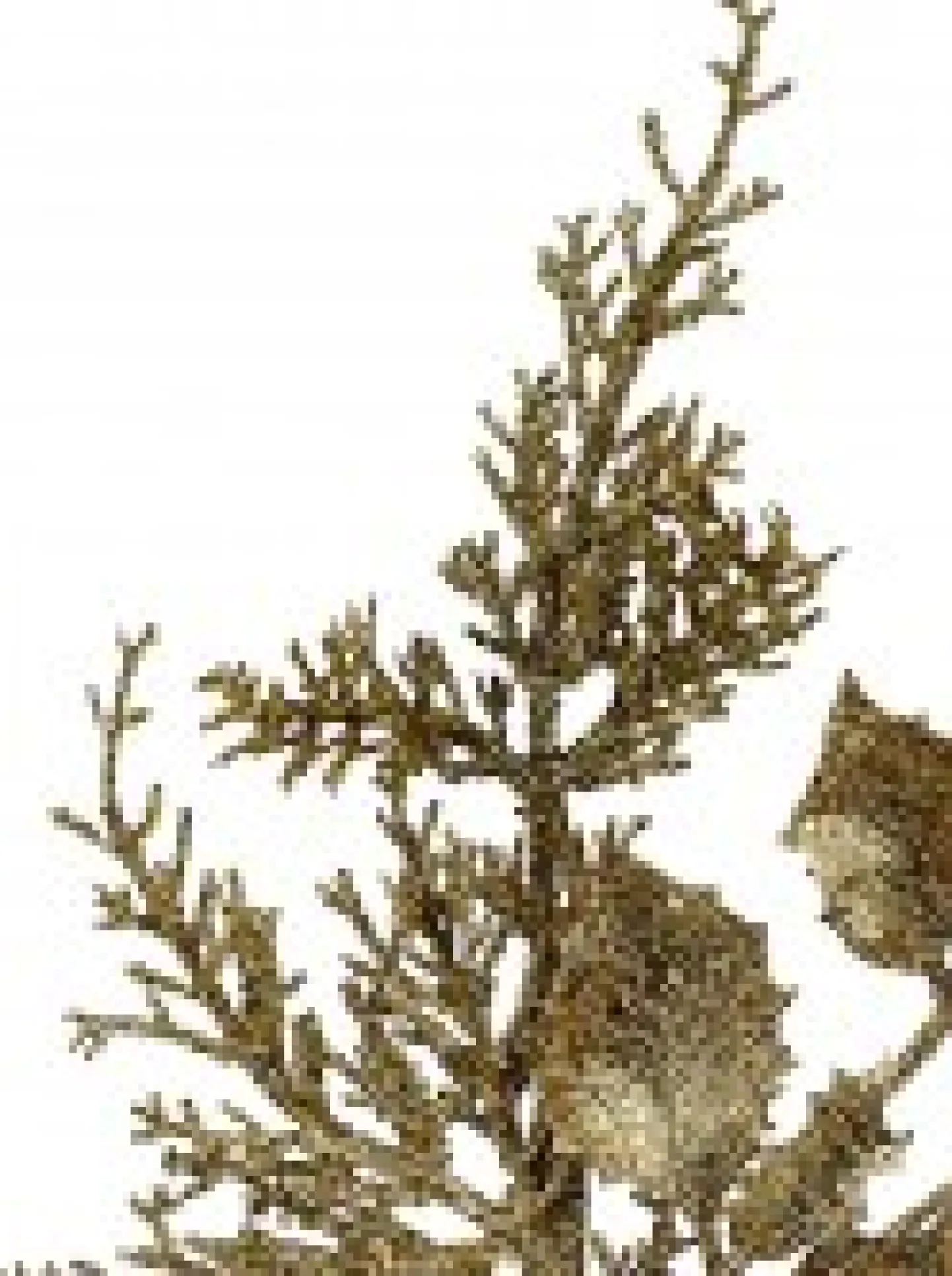 Cheap Christmas Warehouse Gold Glitter Mixed Foliage With Pine Cone & Berries Christmas Spray Pick - 28Cm