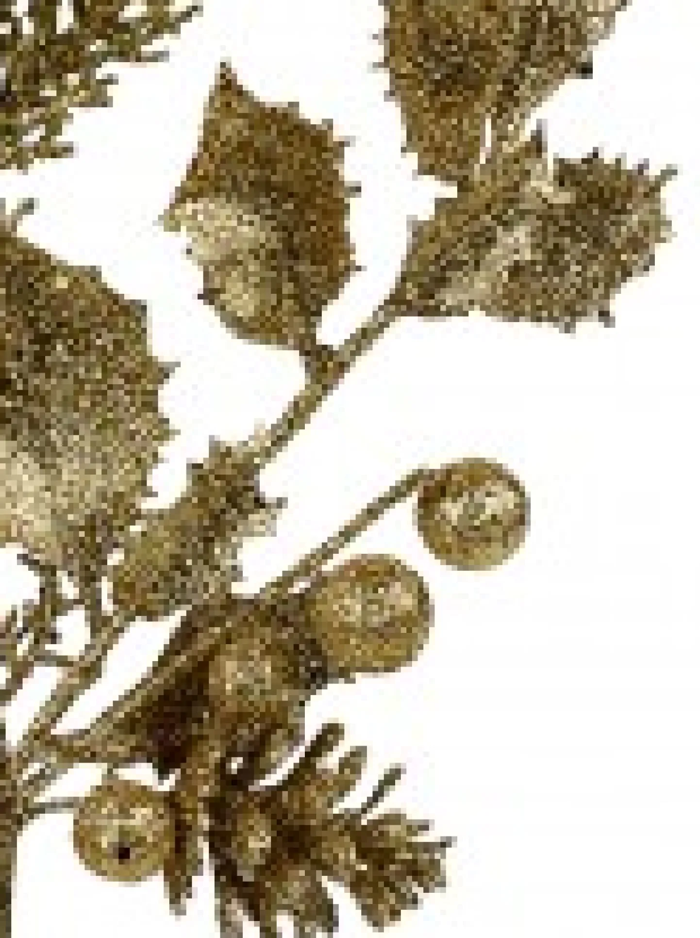 Cheap Christmas Warehouse Gold Glitter Mixed Foliage With Pine Cone & Berries Christmas Spray Pick - 28Cm