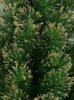 Best Christmas Warehouse Gold Glittered Needle Tip Pine Tabletop Christmas Tree With 96 Tips - 90Cm