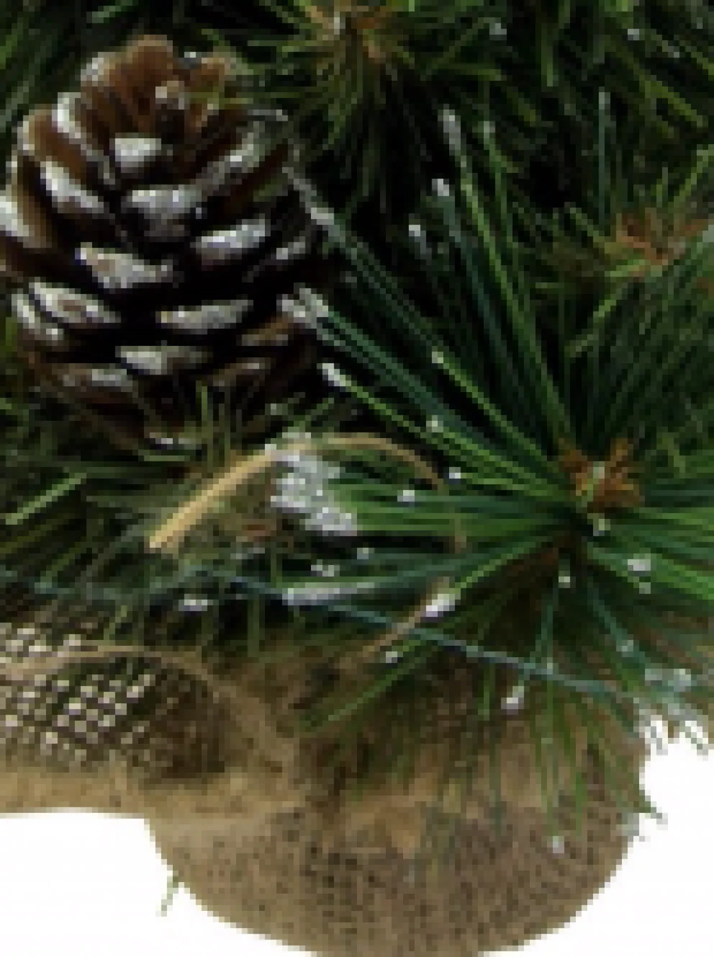 Clearance Christmas Warehouse Morning Frost With Pine Cones Table Top Christmas Tree With 37 Tips - 30Cm