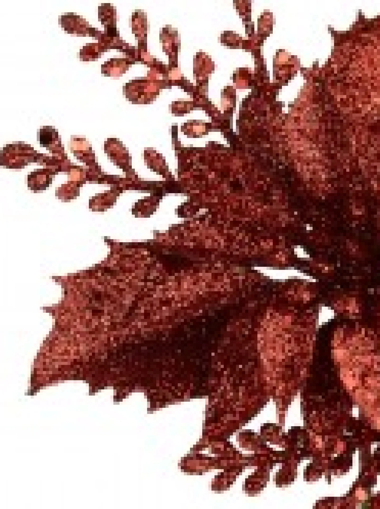 Hot Christmas Warehouse Red Glitter Poinsettia & Holly Leaf Decorative Christmas Flower Pick - 15Cm