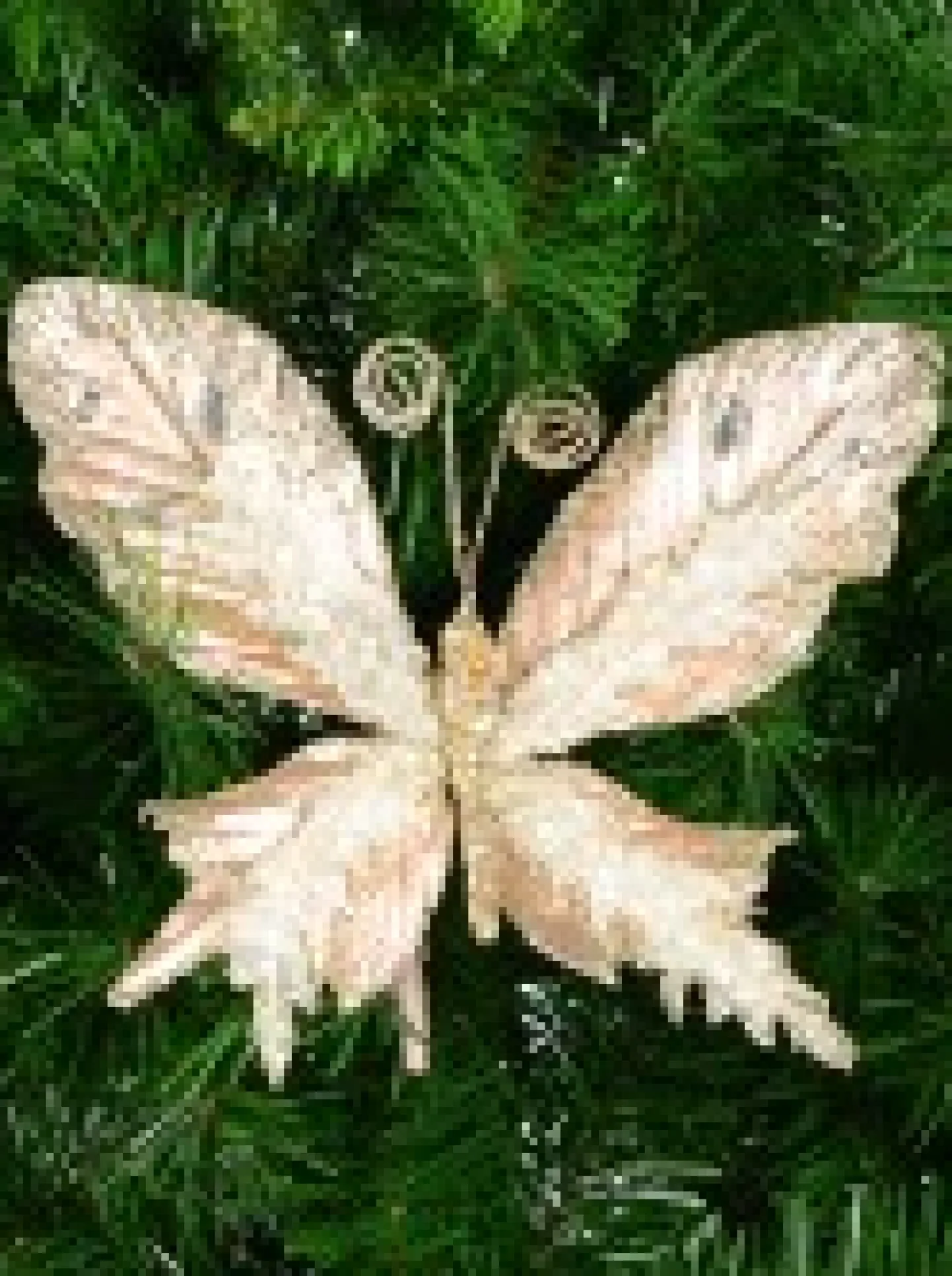 Fashion Christmas Warehouse Rose Gold Butterfly With Sheer Wings Decorative Christmas Critter Pick - 24Cm