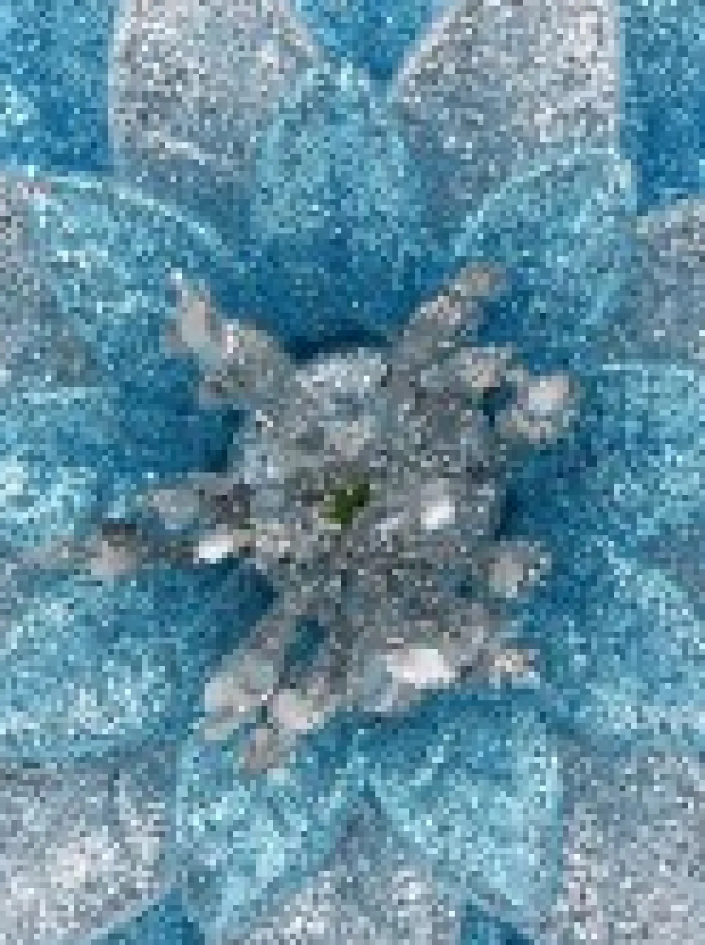 Best Christmas Warehouse Silver & Blue Glittered Lotus Flower Christmas Tree Hanging Decoration - 11Cm
