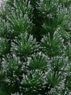 Shop Christmas Warehouse Silver Glittered Needle Tip Pine Tabletop Christmas Tree With 96 Tips - 90Cm