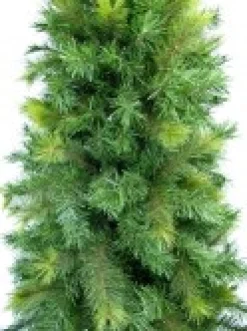 Outlet Christmas Warehouse Slimline Pine Traditional Christmas Tree With 502 Tips - 1.8M