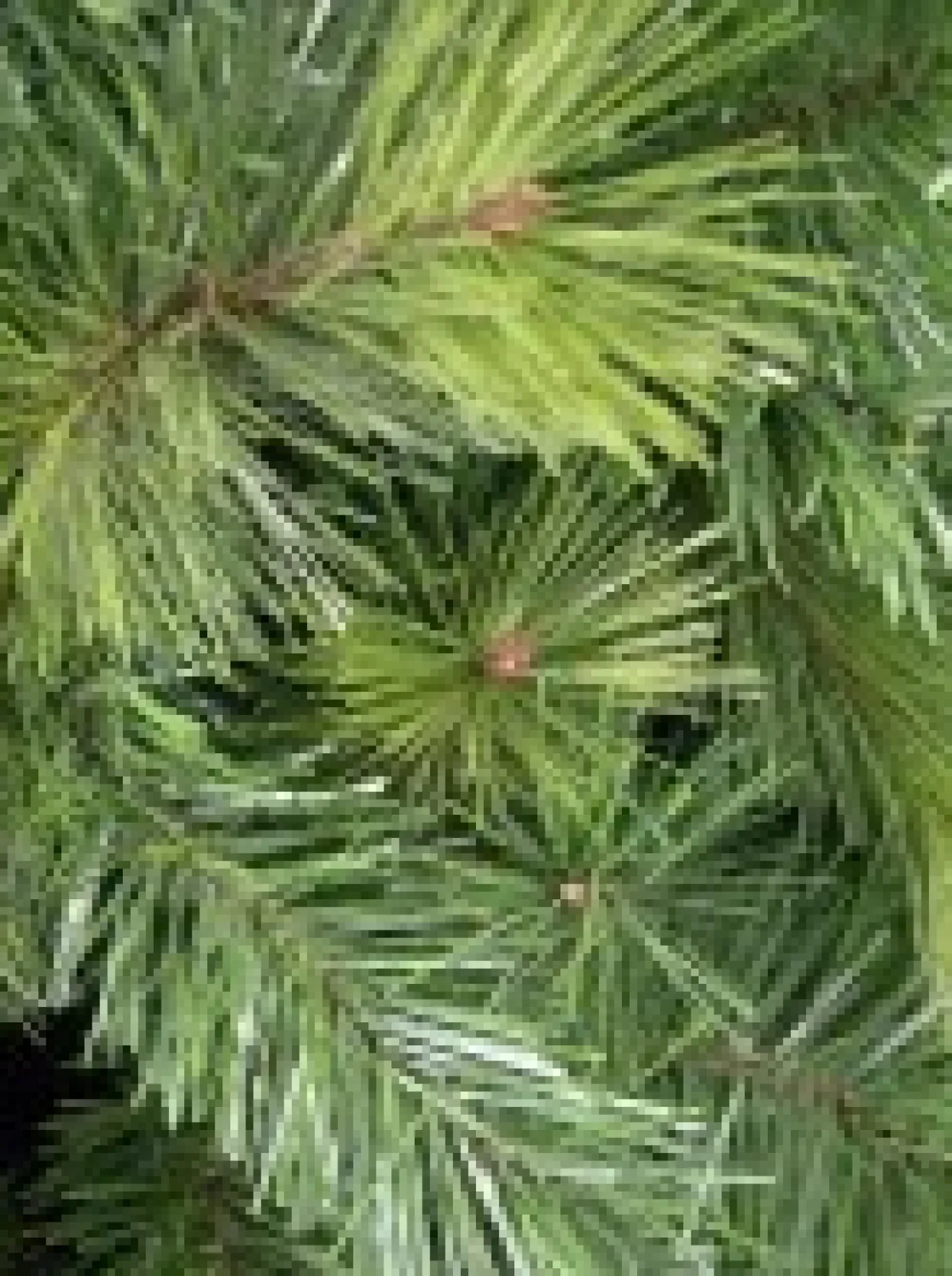 Cheap Christmas Warehouse Slimline Pine Traditional Christmas Tree With 826 Tips - 2.3M