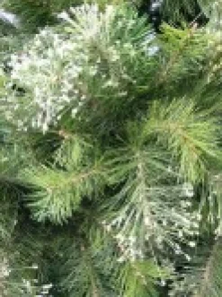 Shop Christmas Warehouse Stratford Mixed Pine Traditional Christmas Tree With 2025 Tips - 2.3M