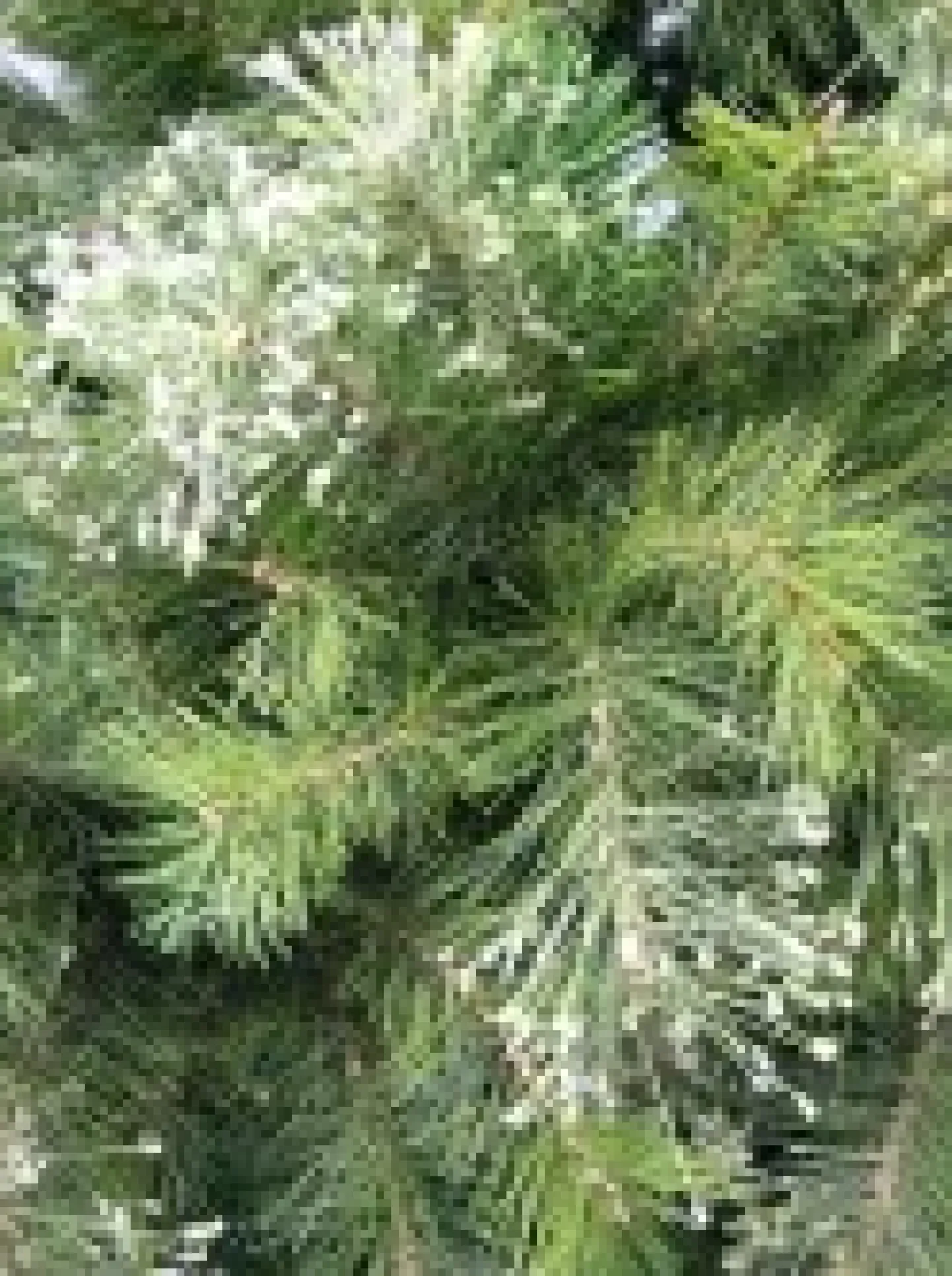 Shop Christmas Warehouse Stratford Mixed Pine Traditional Christmas Tree With 2025 Tips - 2.3M