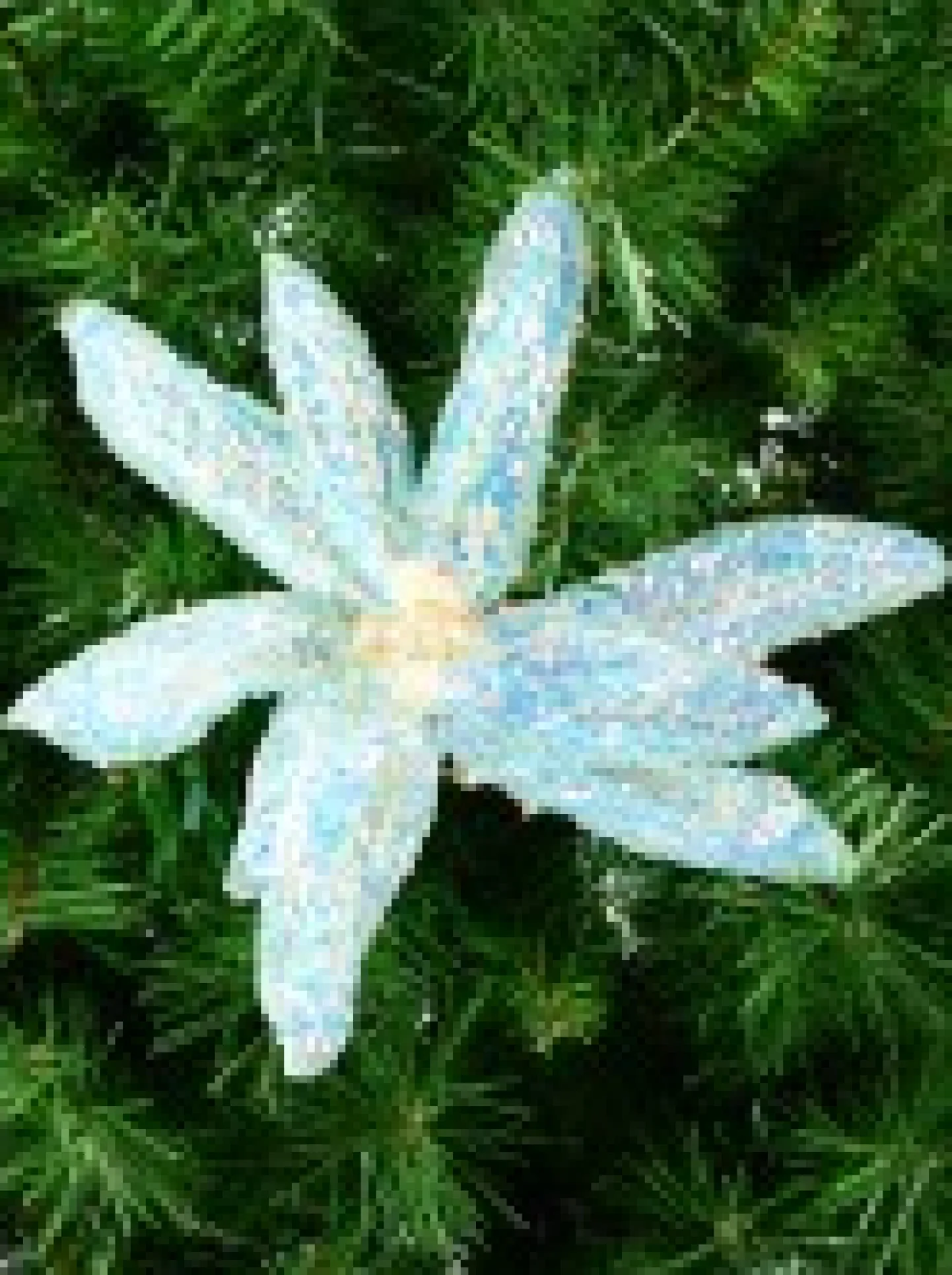 Best Christmas Warehouse Turquoise Poinsettia With Iridescent Sequins Christmas Flower Pick - 26Cm