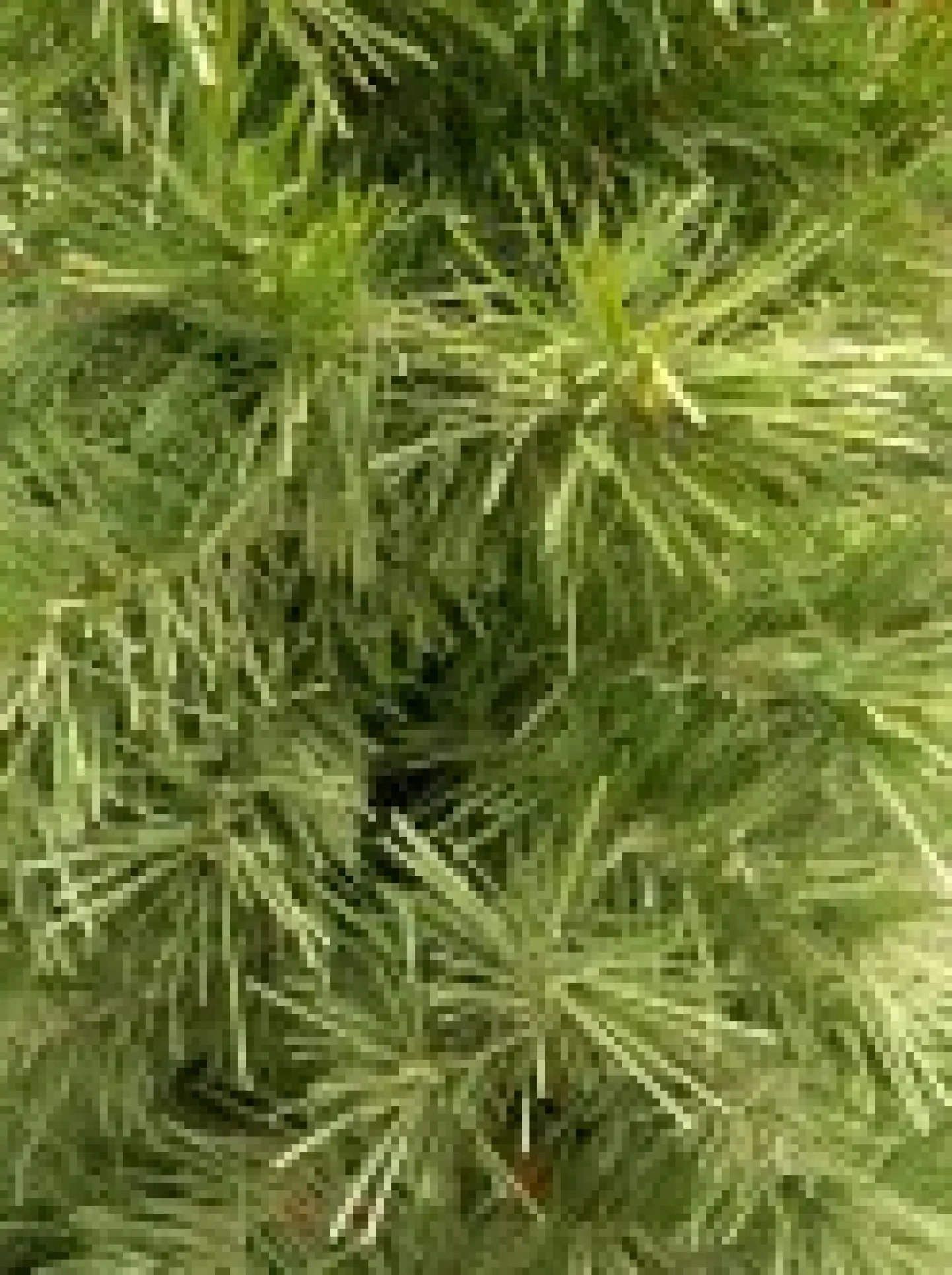 Store Christmas Warehouse Valley Pine Traditional Christmas Tree With 154 Tips - 1.2M