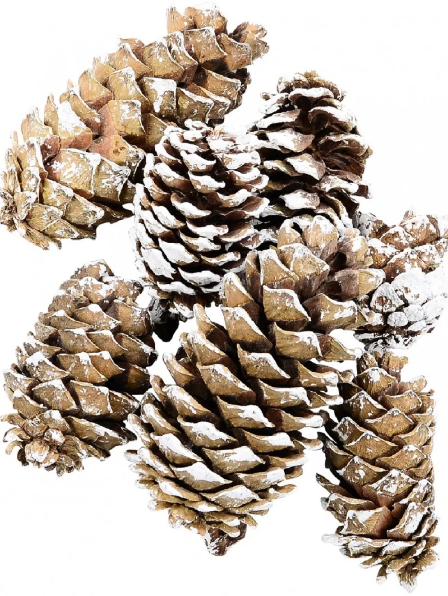 Outlet Christmas Warehouse White Frosted Tip Christmas Natural Pine Cone Decorations - 300G