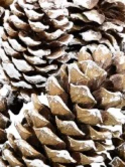 Outlet Christmas Warehouse White Frosted Tip Christmas Natural Pine Cone Decorations - 300G