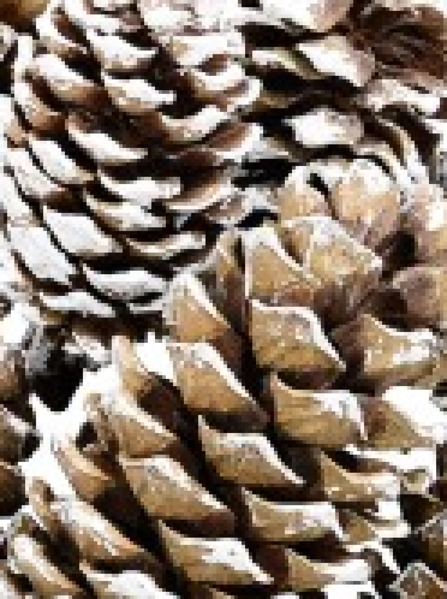 Outlet Christmas Warehouse White Frosted Tip Christmas Natural Pine Cone Decorations - 300G