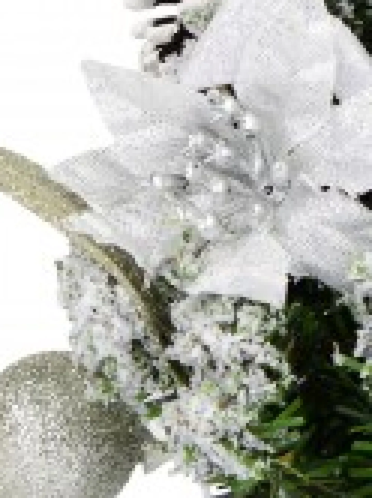 Clearance Christmas Warehouse White Poinsettia & Silver Decorations Tabletop Christmas Tree Ornament - 18Cm